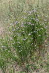 Wing-angle loosestrife